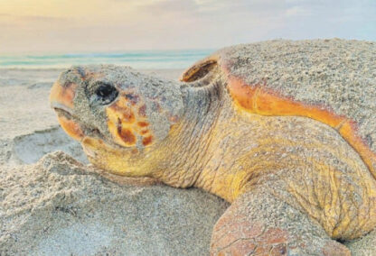 Turtle 1