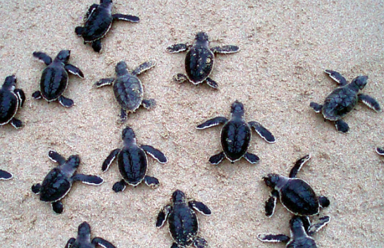 Turtles 4